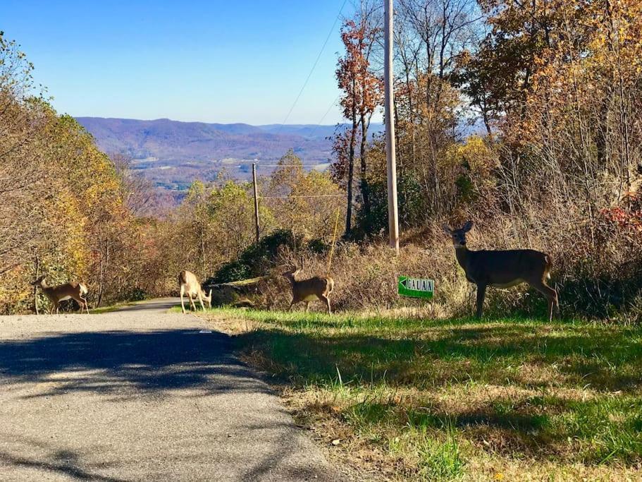 Blue Ridge Parkway Panoramic Paradise-60 Mile View Fancy Gap エクステリア 写真